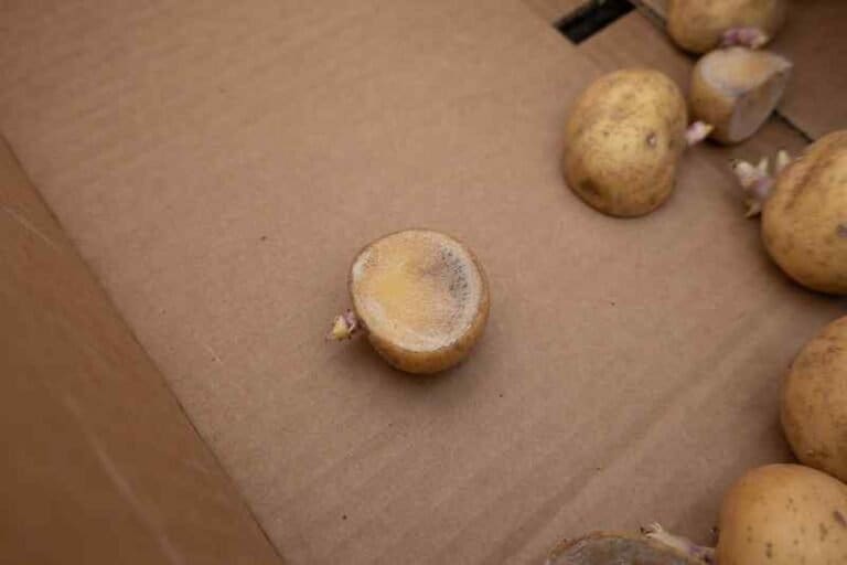 Mold on Potatoes - How to Tell if the Rest Are Safe? - Terra's Kitchen